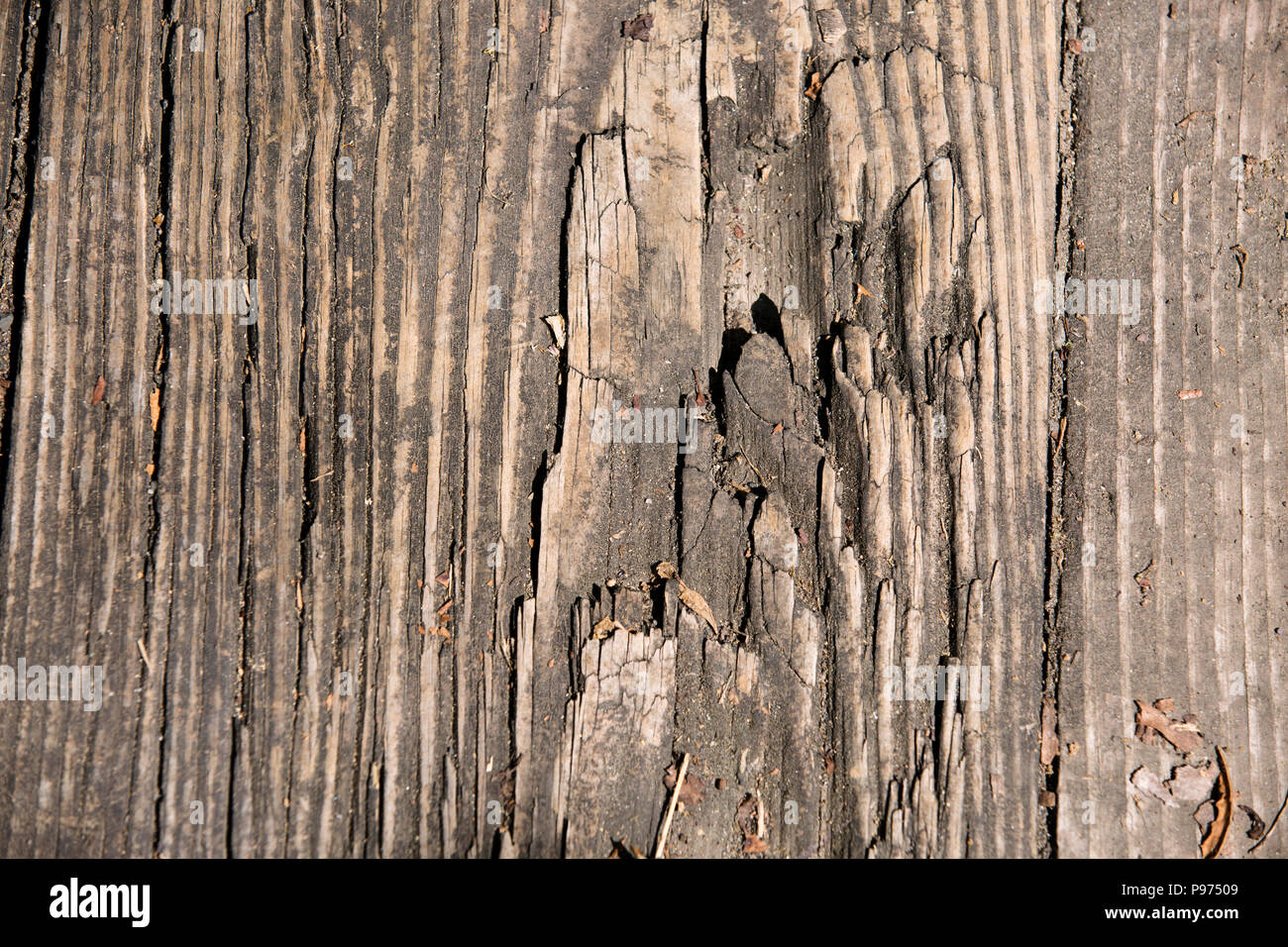 Close-up texture di legno per lo sfondo Foto Stock