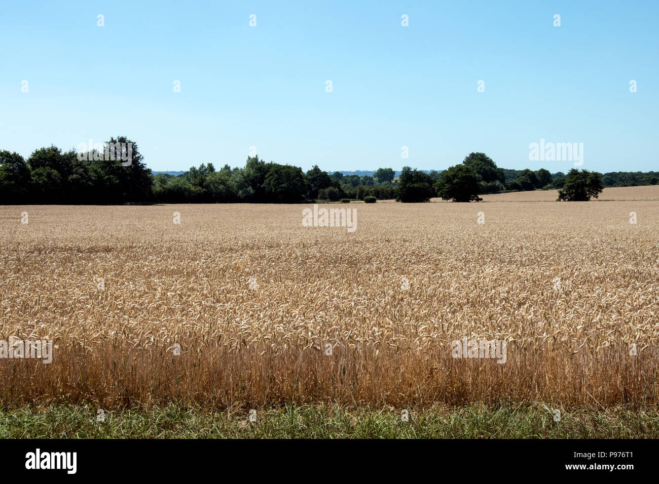 Maidstone Kent REGNO UNITO. Domenica 15 luglio 2018. L'onda di calore nel Kent continua con il blu del cielo e volare tempetarures la maturazione delle colture pronto per alimentare la nazione. Photo credit: hmimages/Alamy Live news. Foto Stock