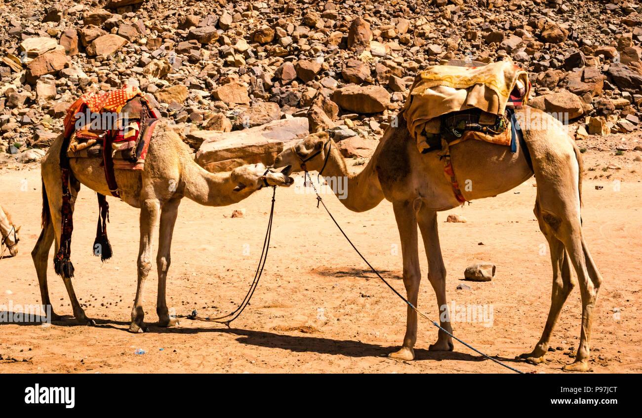 Saluto cammelli, Wadi Rum vallata desertica, Giordania, Medio Oriente Foto Stock