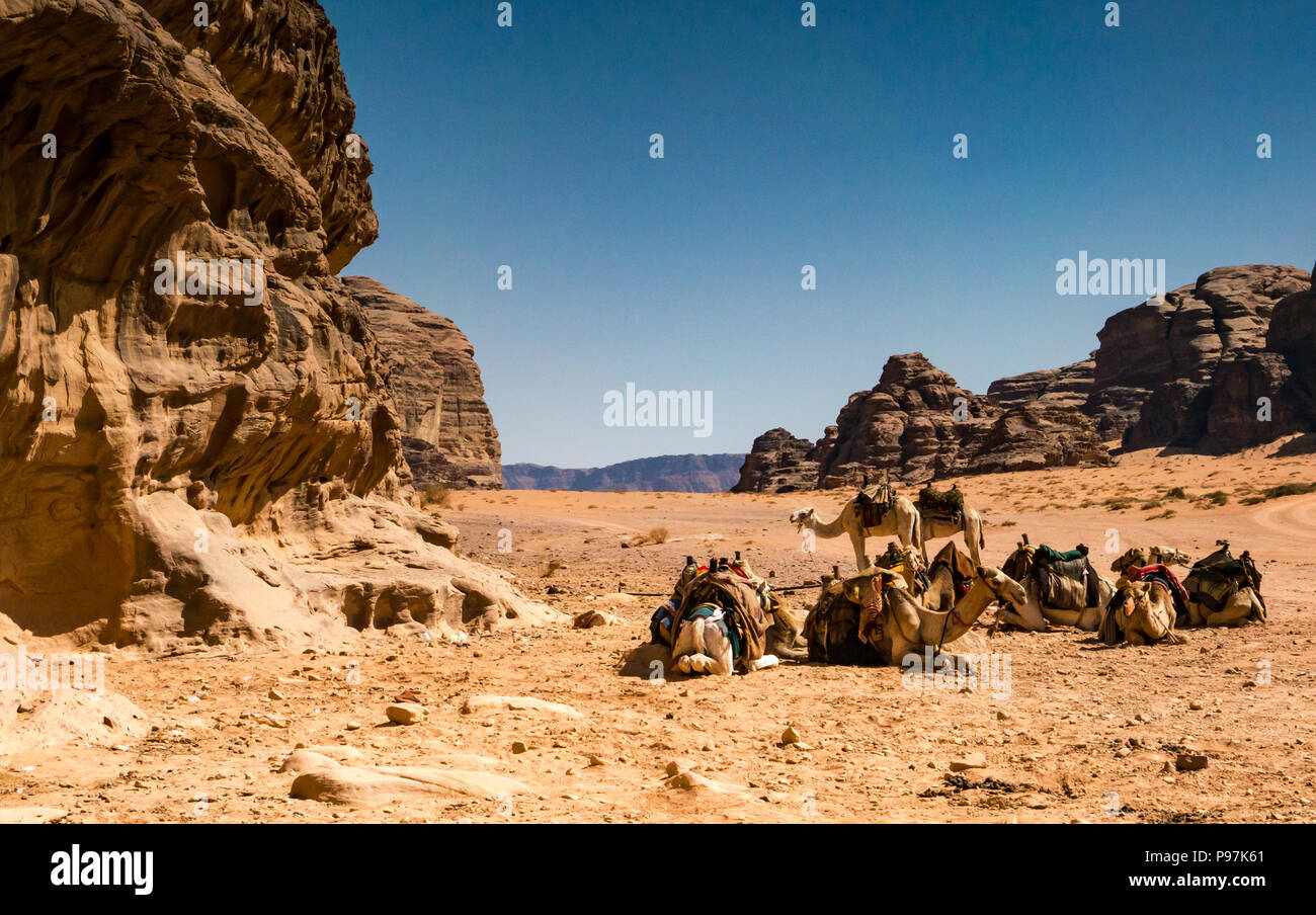 Cammelli a riposo in sole caldo, Wadi Rum vallata desertica, Giordania, Medio Oriente Foto Stock