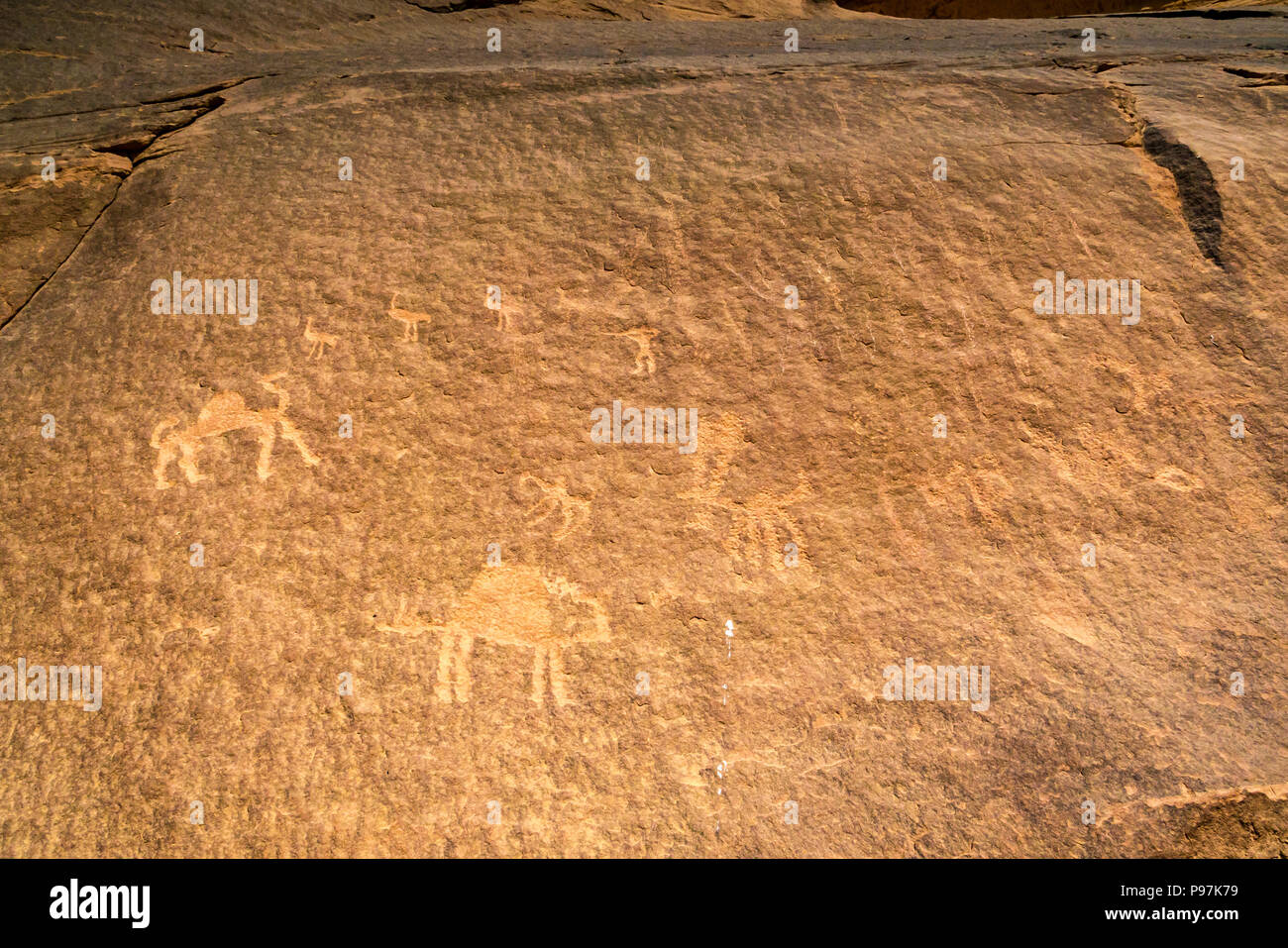 Close up petroglyph incisioni rupestri del cammello e uccelli, Wadi Rum vallata desertica, Giordania, Medio Oriente Foto Stock