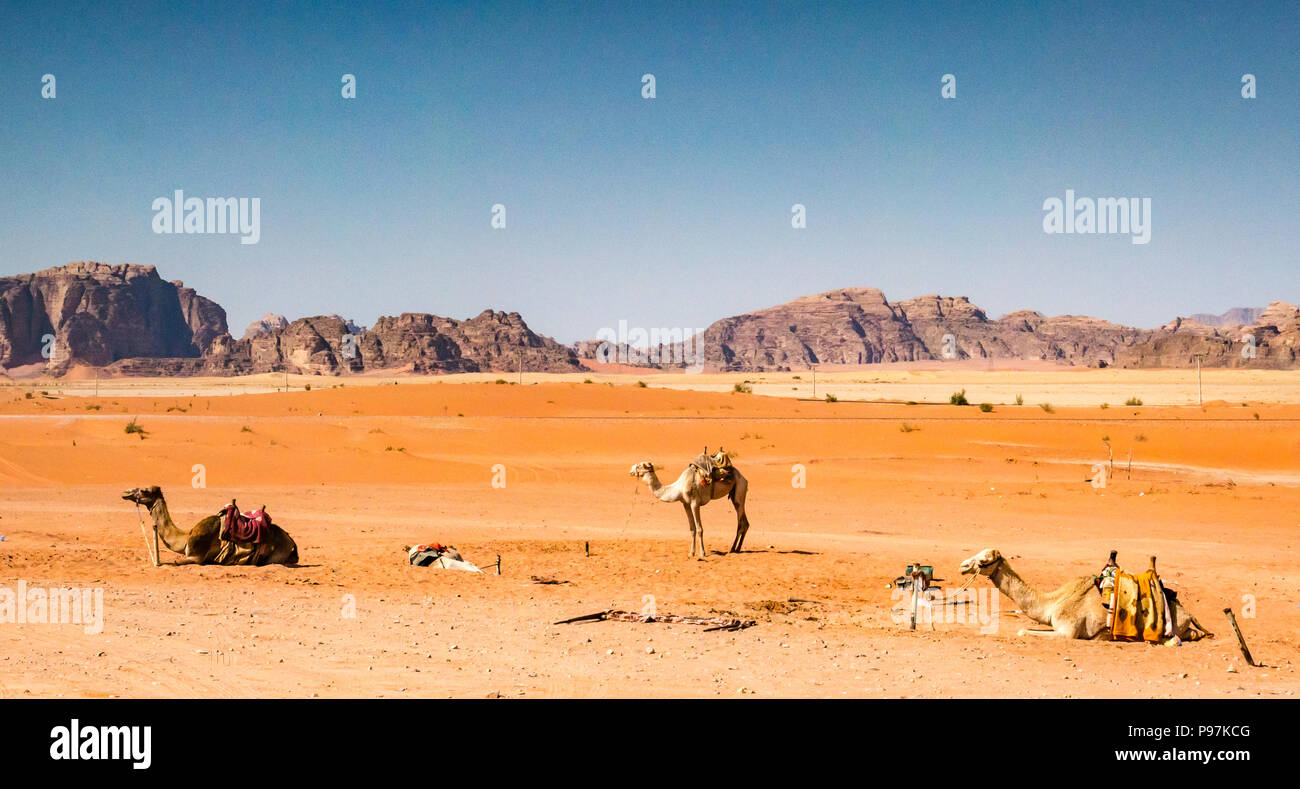 Cammelli a riposo in sole caldo, Wadi Rum vallata desertica, Giordania, Medio Oriente Foto Stock