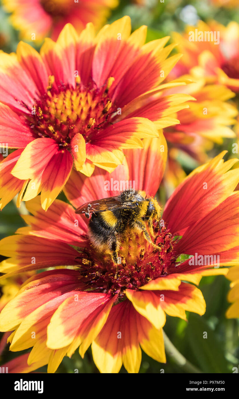 Buff-Tailed Bumblebee (Bombus terrestris) raccogliere il polline di una coperta Gaillardia fiore in estate nel West Sussex, in Inghilterra, Regno Unito. Foto Stock