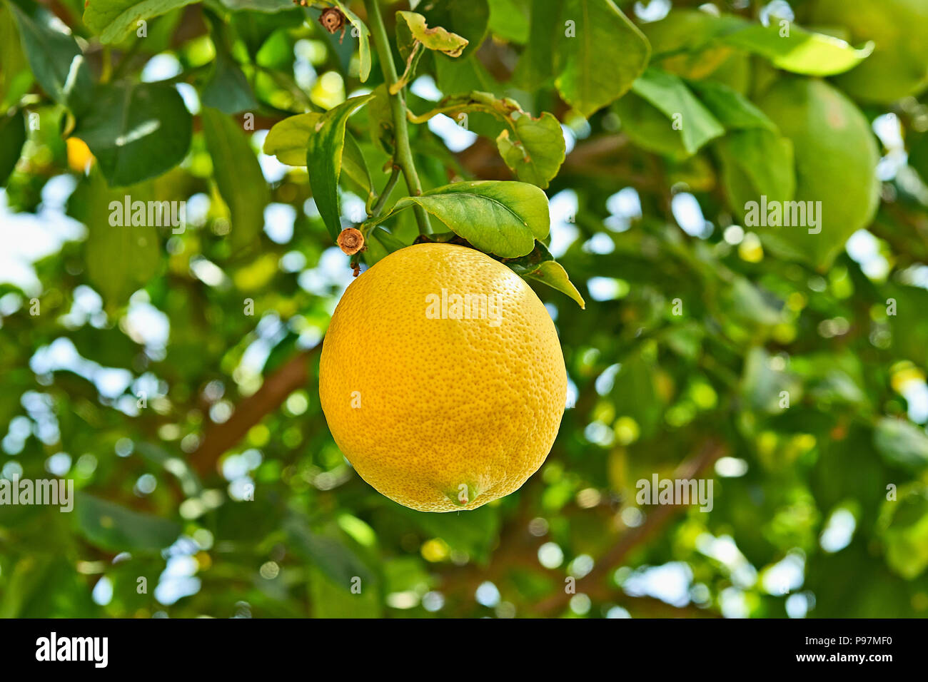 Limone giallo appeso sul ramo di albero di agrume, bassa profondità di campo Foto Stock