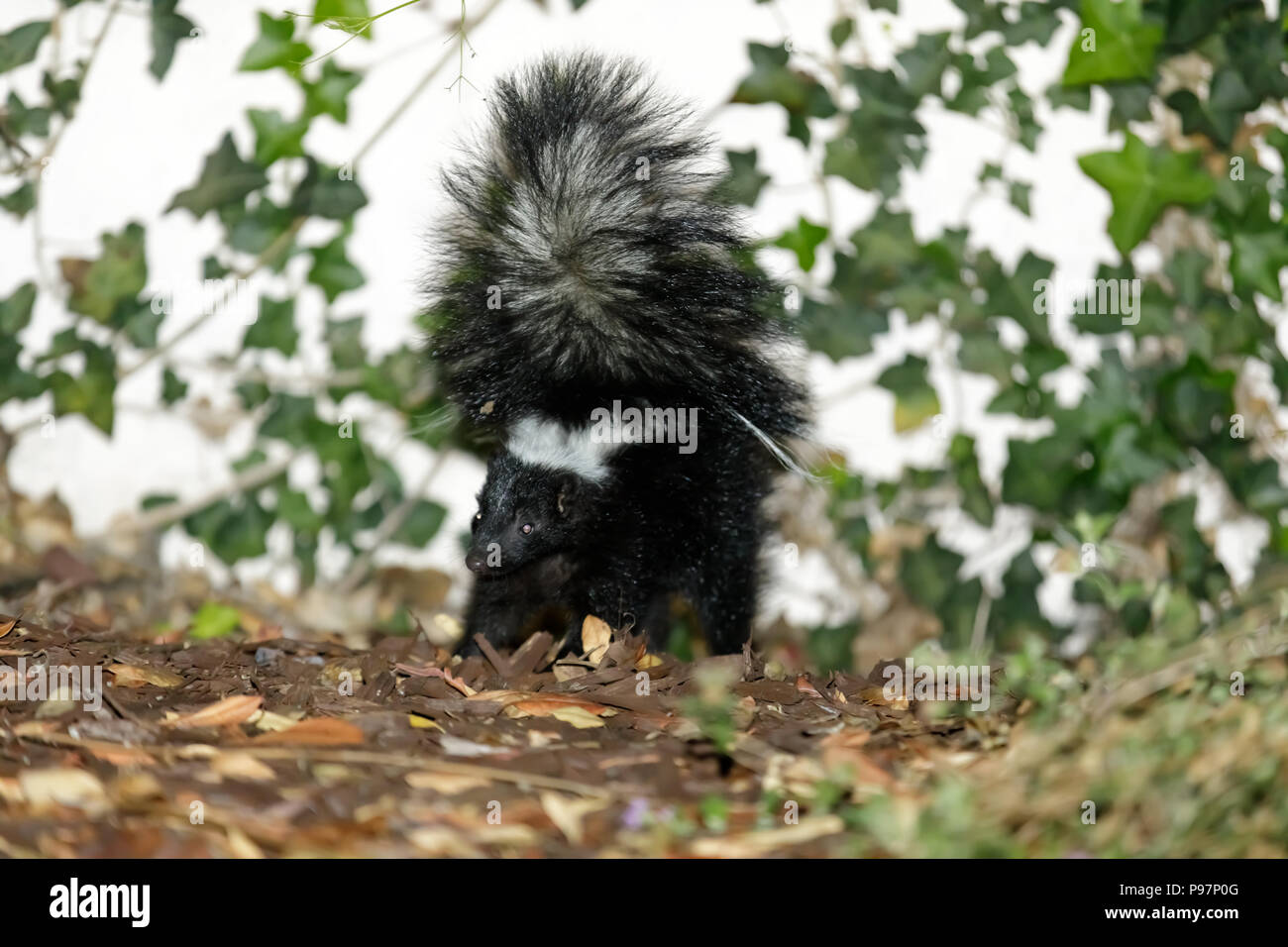 Skunk striato (Mephitis mephitis) in posizione difensiva macchiato di notte in un cortile residenziale. Foto Stock