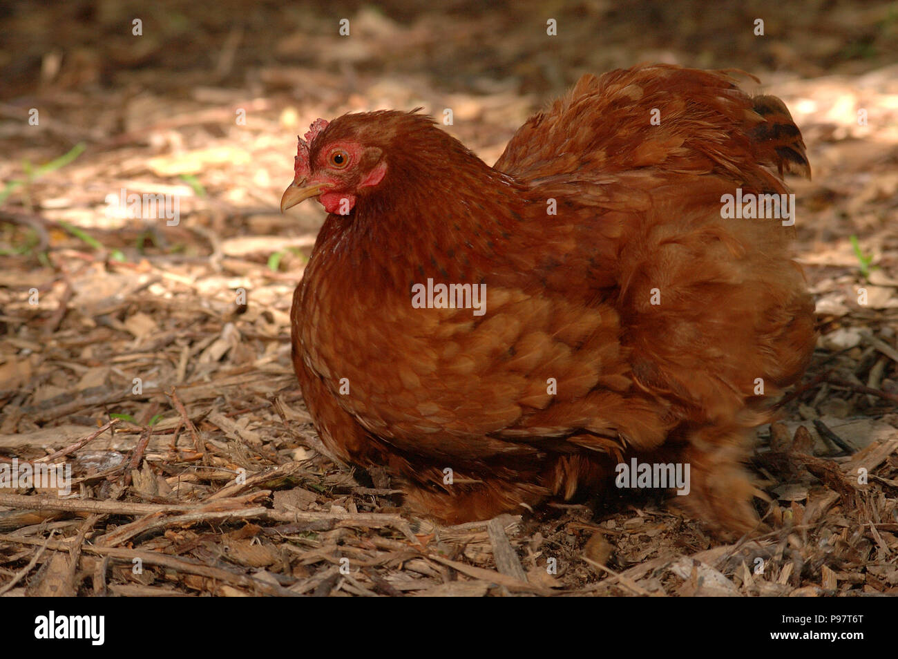 Un pollo in una fattoria all'aperto ambiente Foto Stock