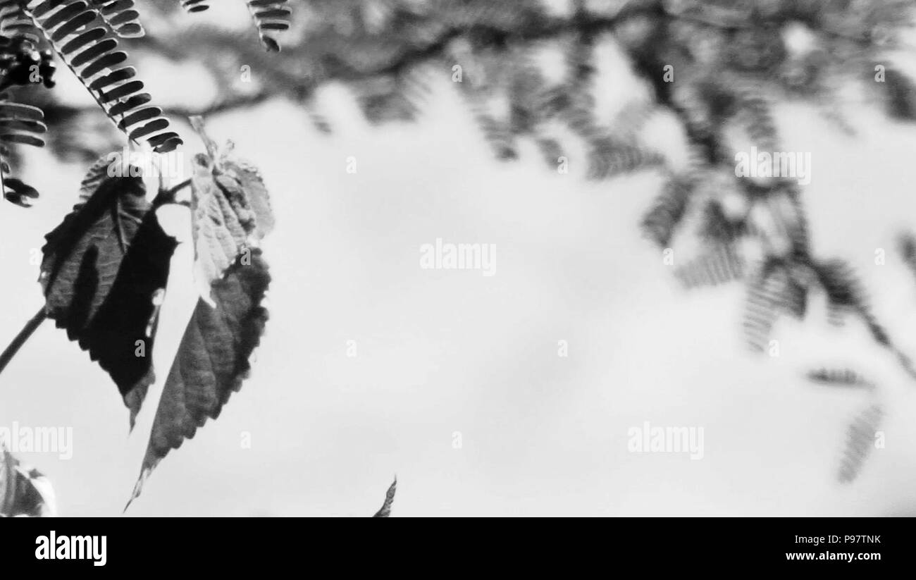 Nero e sfondo bianco foglie, natura Foto Stock