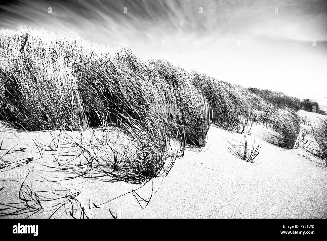 Le dune di sabbia e di erba su una riva spazzate dal vento vicino a Crescent City, California Foto Stock