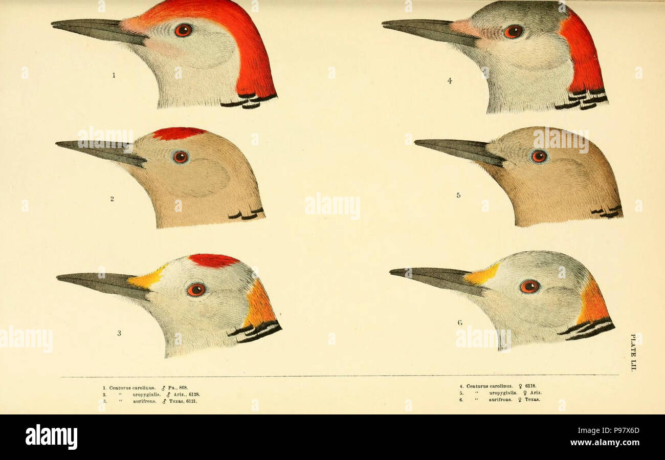 Una storia di uccelli del Nord America / Boston :poco,marrone 1905. Foto Stock
