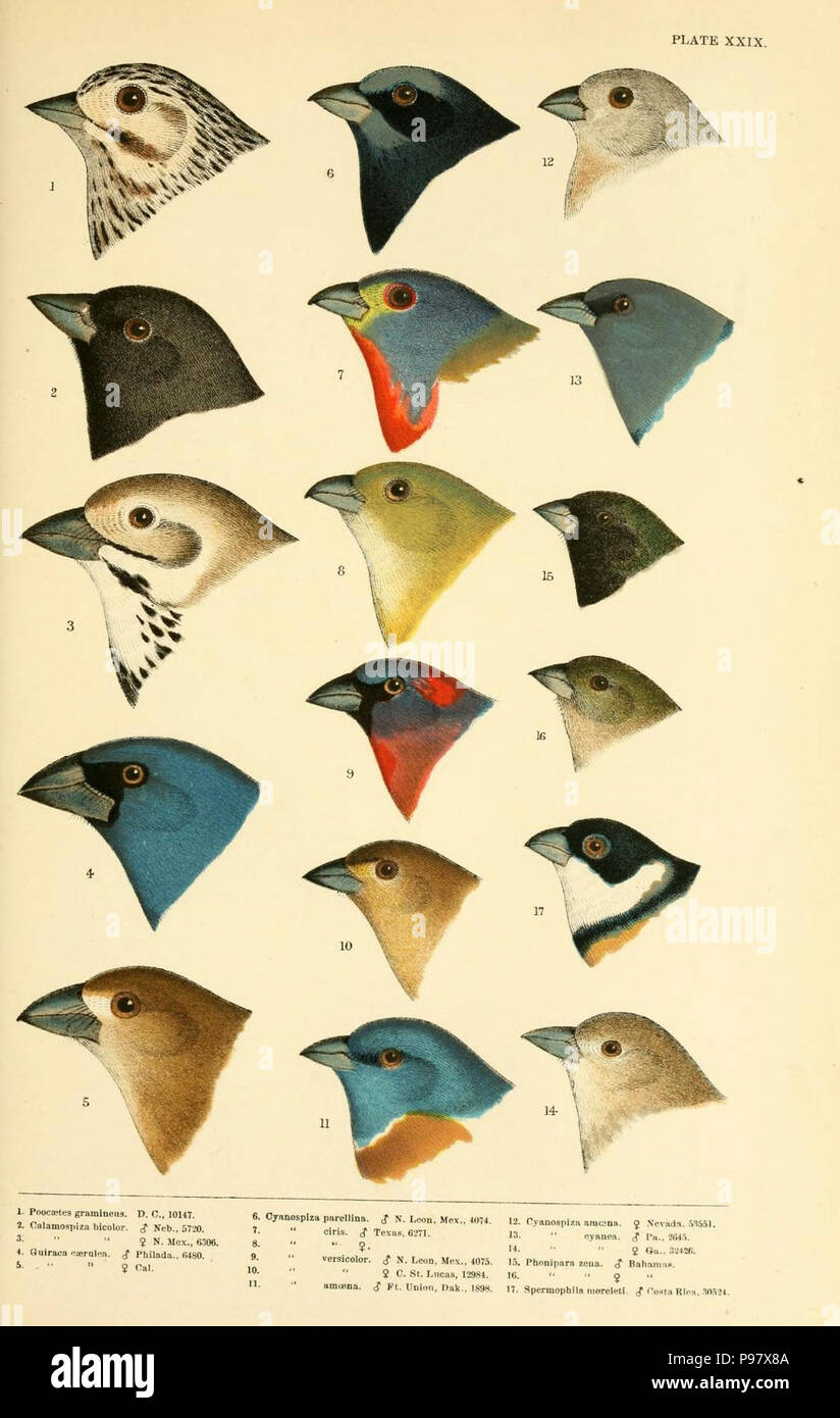 Una storia di uccelli del Nord America / Boston :poco,marrone 1905. Foto Stock