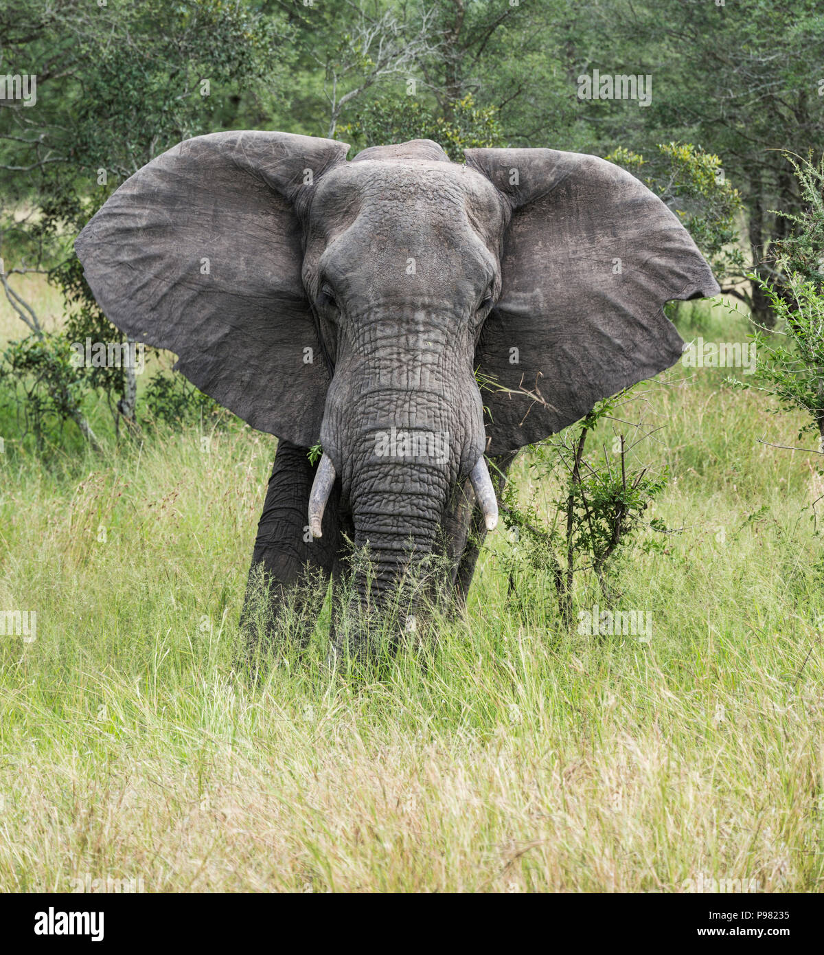 Grande elefante africano in Sud Africa parco nazionale Kruger mduring safari Foto Stock