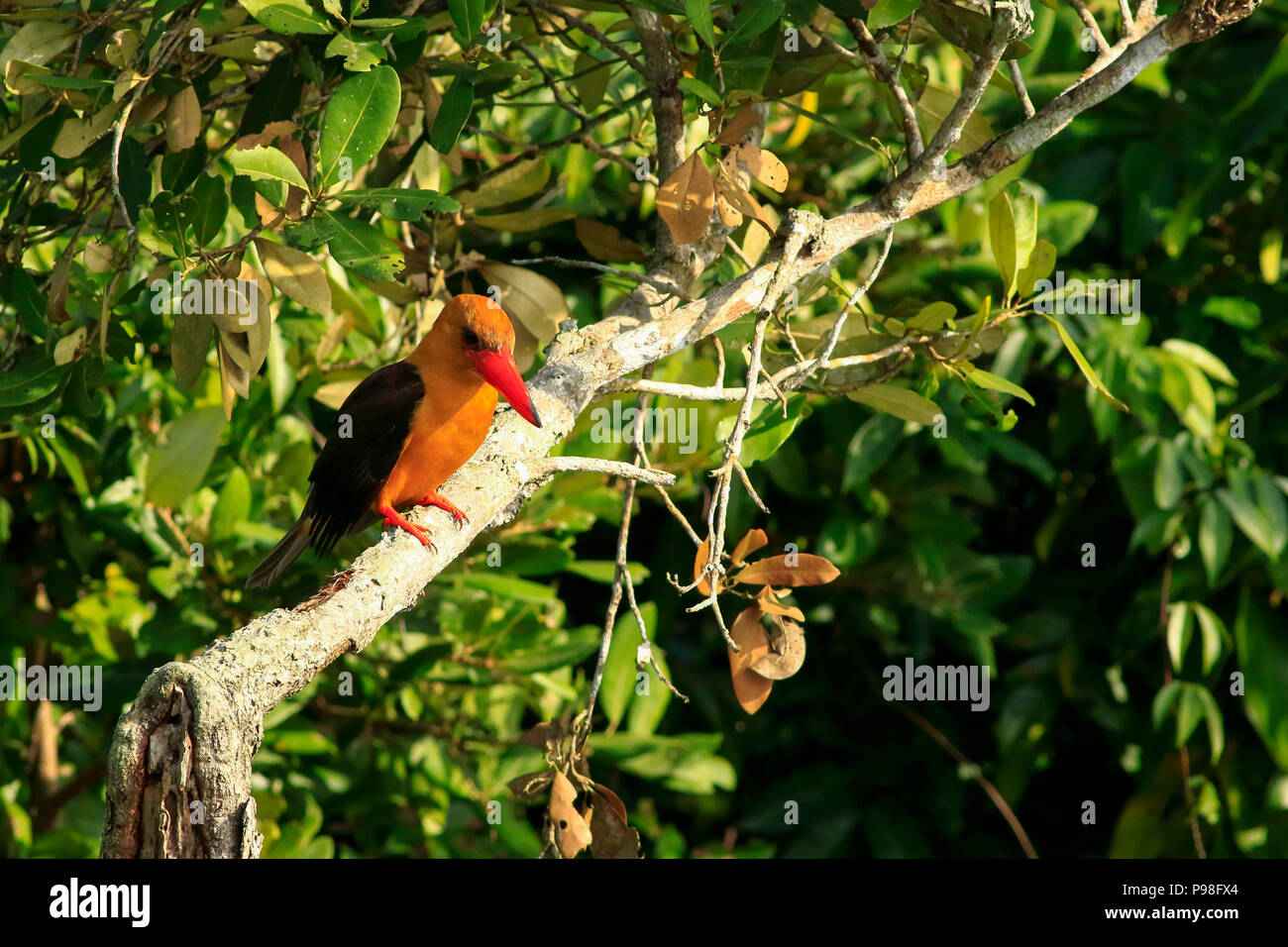 Marrone-winged kingfisher in Sundarbans, Bagerhat, Bangladesh Foto Stock