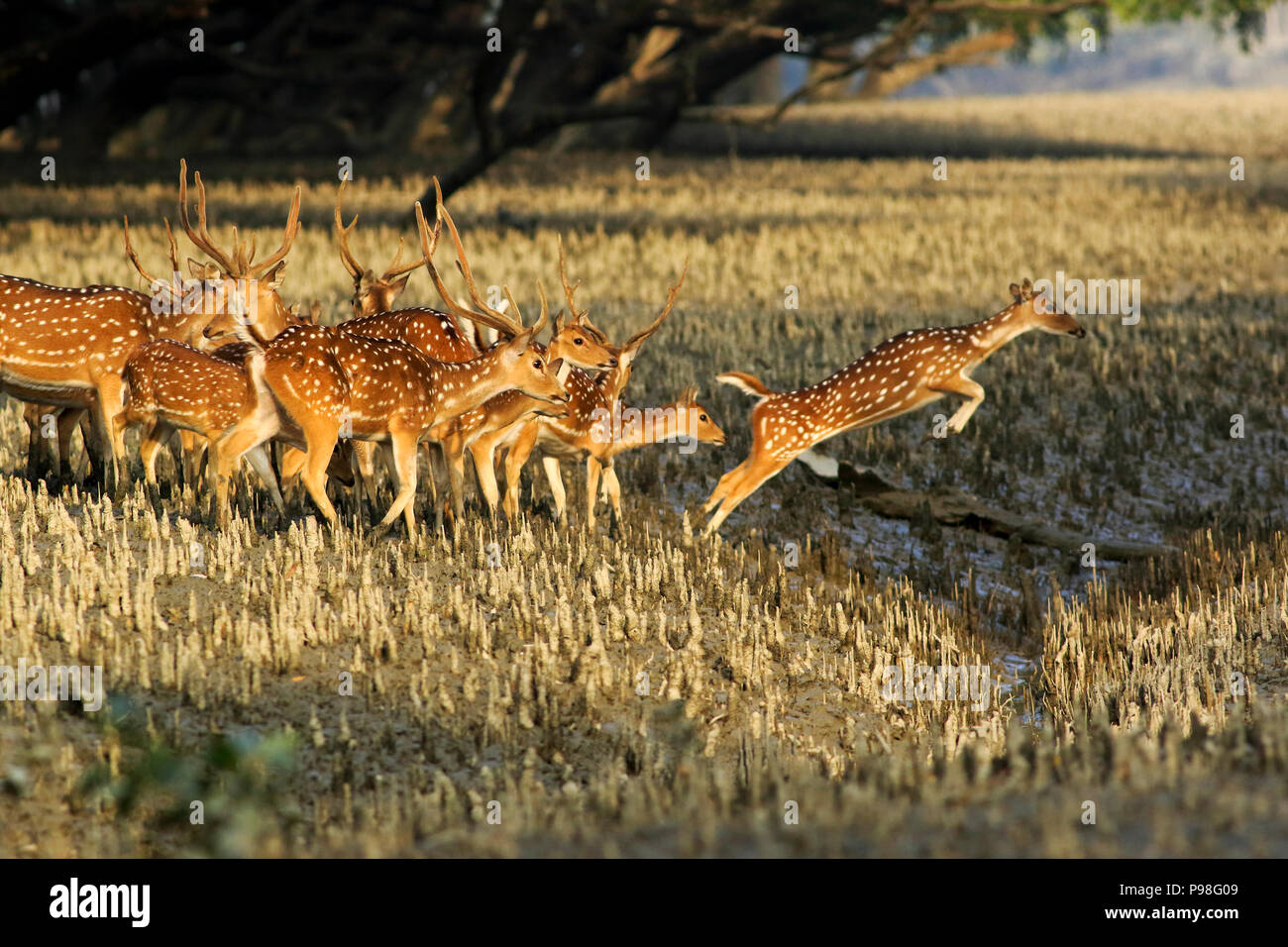 Avvistato cervi in Sundarbans, la più grande foresta di mangrovie nel mondo rte e un sito Patrimonio Mondiale dell'UNESCO in Bangladesh. Bagerhat, Bangladesh. Foto Stock