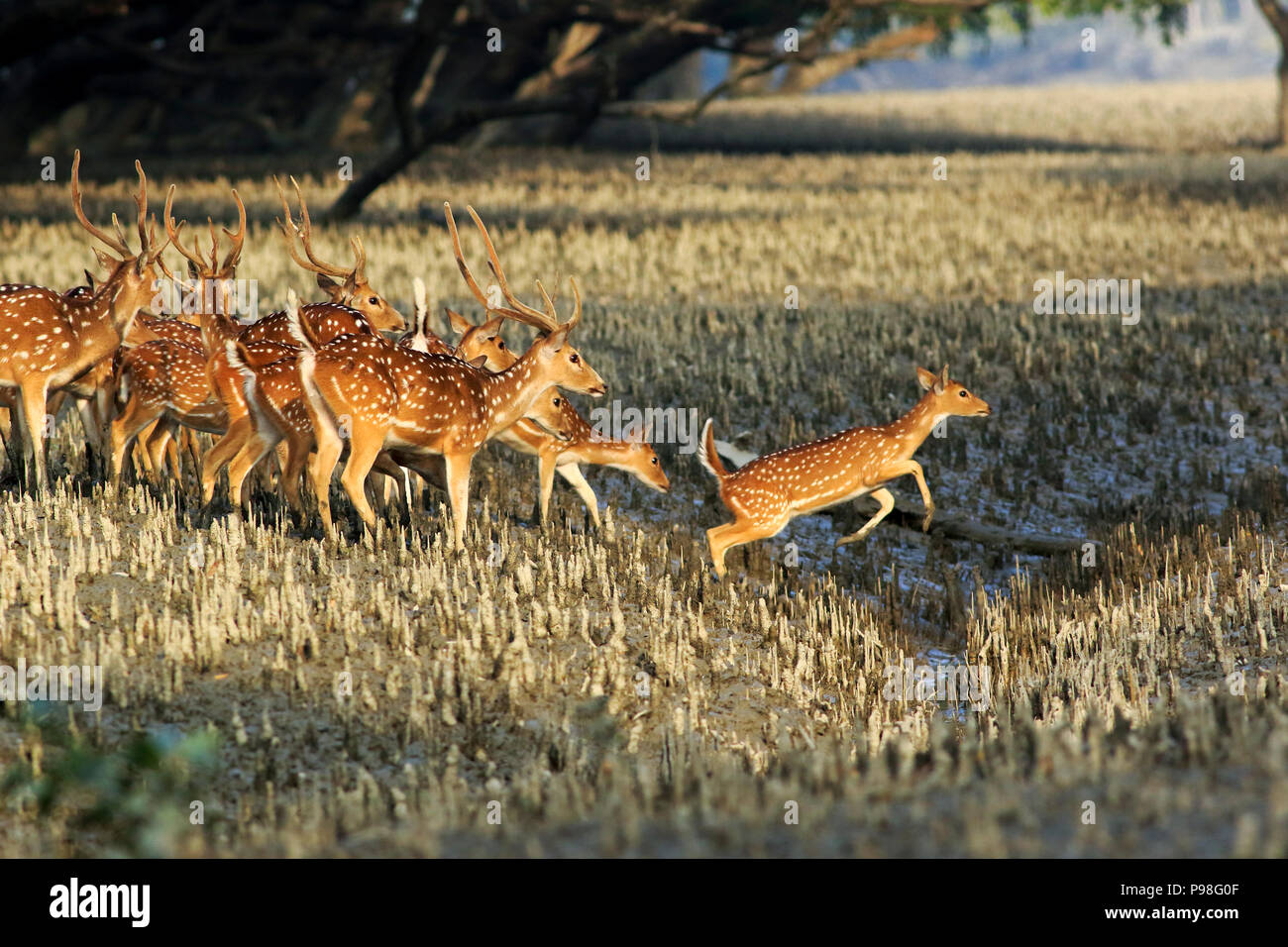 Avvistato cervi in Sundarbans, la più grande foresta di mangrovie nel mondo rte e un sito Patrimonio Mondiale dell'UNESCO in Bangladesh. Bagerhat, Bangladesh. Foto Stock