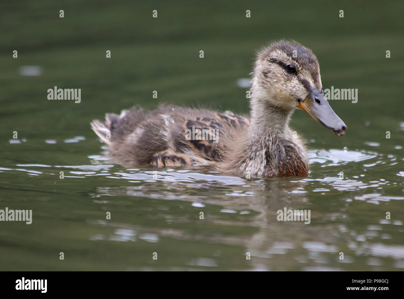 Giovani anatra in natura, all'aperto Foto Stock