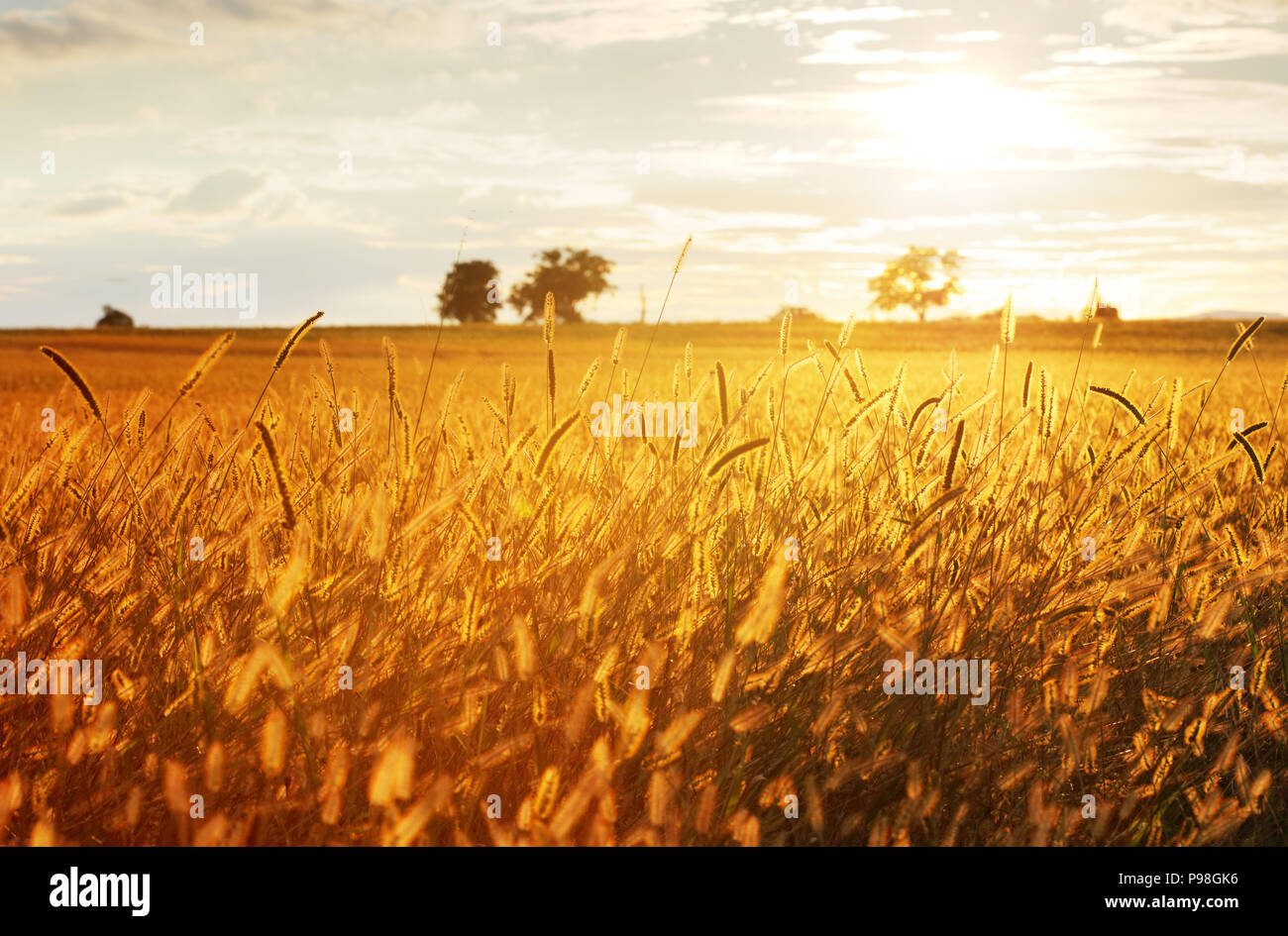 Paesaggio, alba soleggiata in un campo e prato Foto Stock