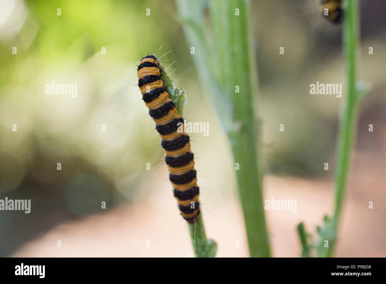 Il giallo e il nero rosso cinabro caterpillar alimentazione su un impianto di erba tossica Foto Stock