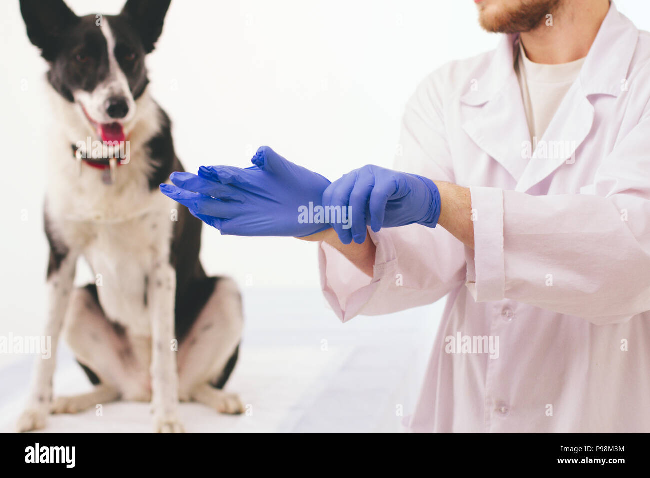 Vet mettendo su guanti. Foto Stock