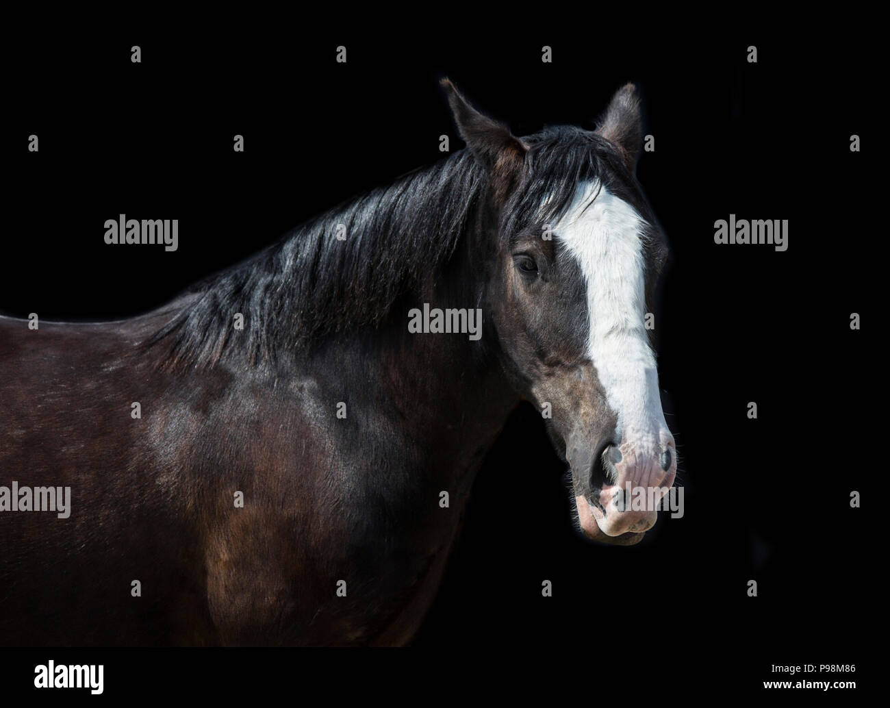 Il marrone scuro a cavallo con striscia bianca a faccia su uno sfondo nero, arte cavallo ritratto Foto Stock