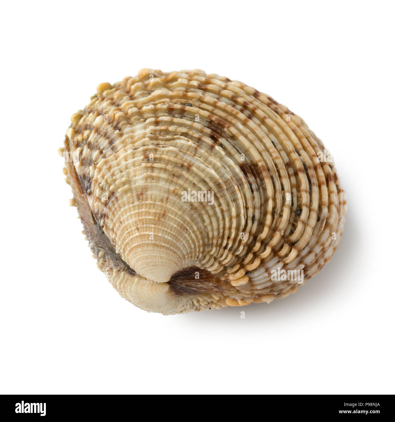 Unico crudo fresco presenta verrucosa venus clam isolati su sfondo bianco Foto Stock