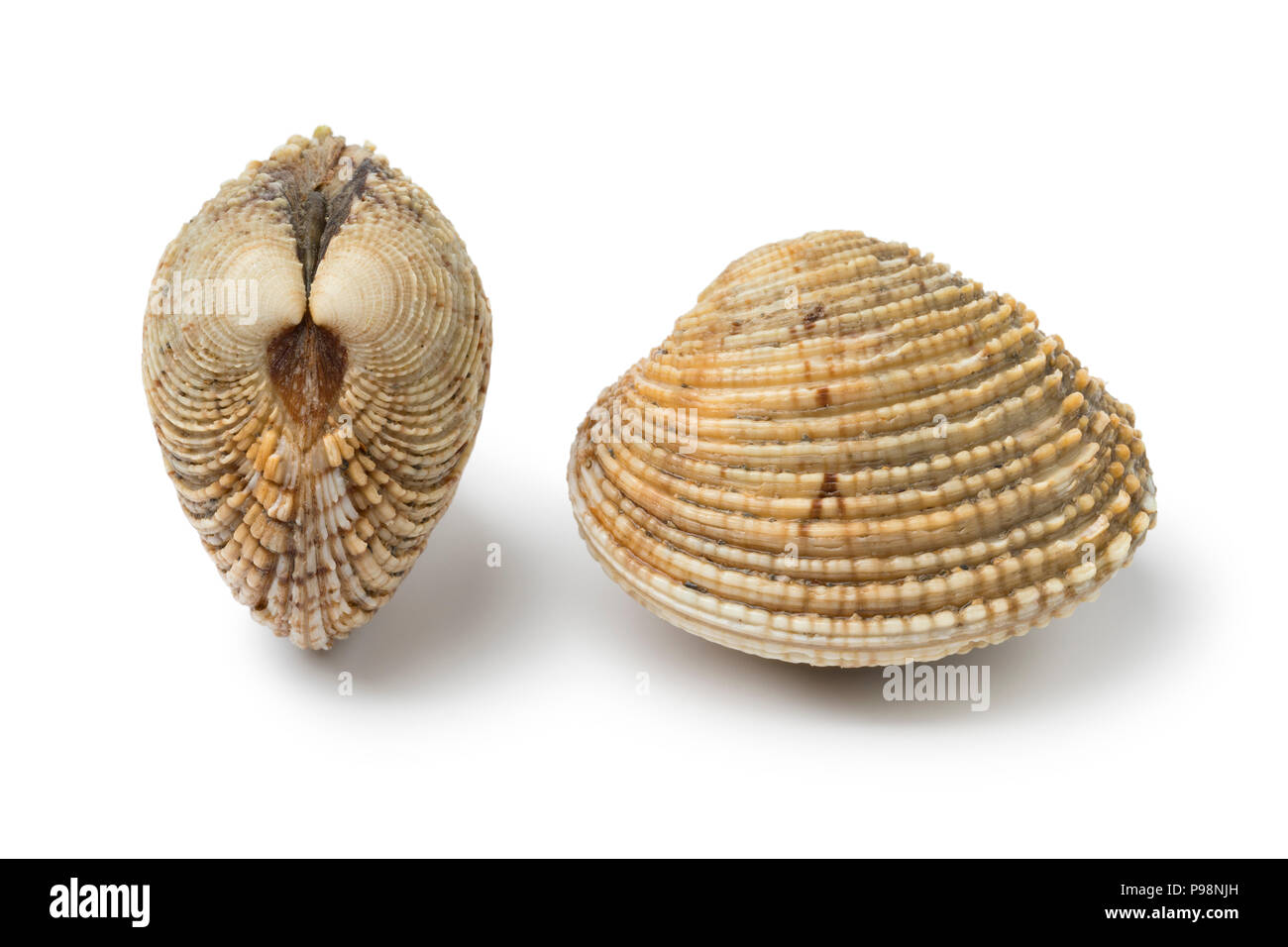 Coppia di due nuove materie presenta verrucosa vongole isolati su sfondo bianco Foto Stock