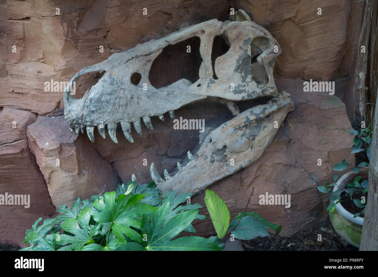 T-Rex cranio Foto Stock