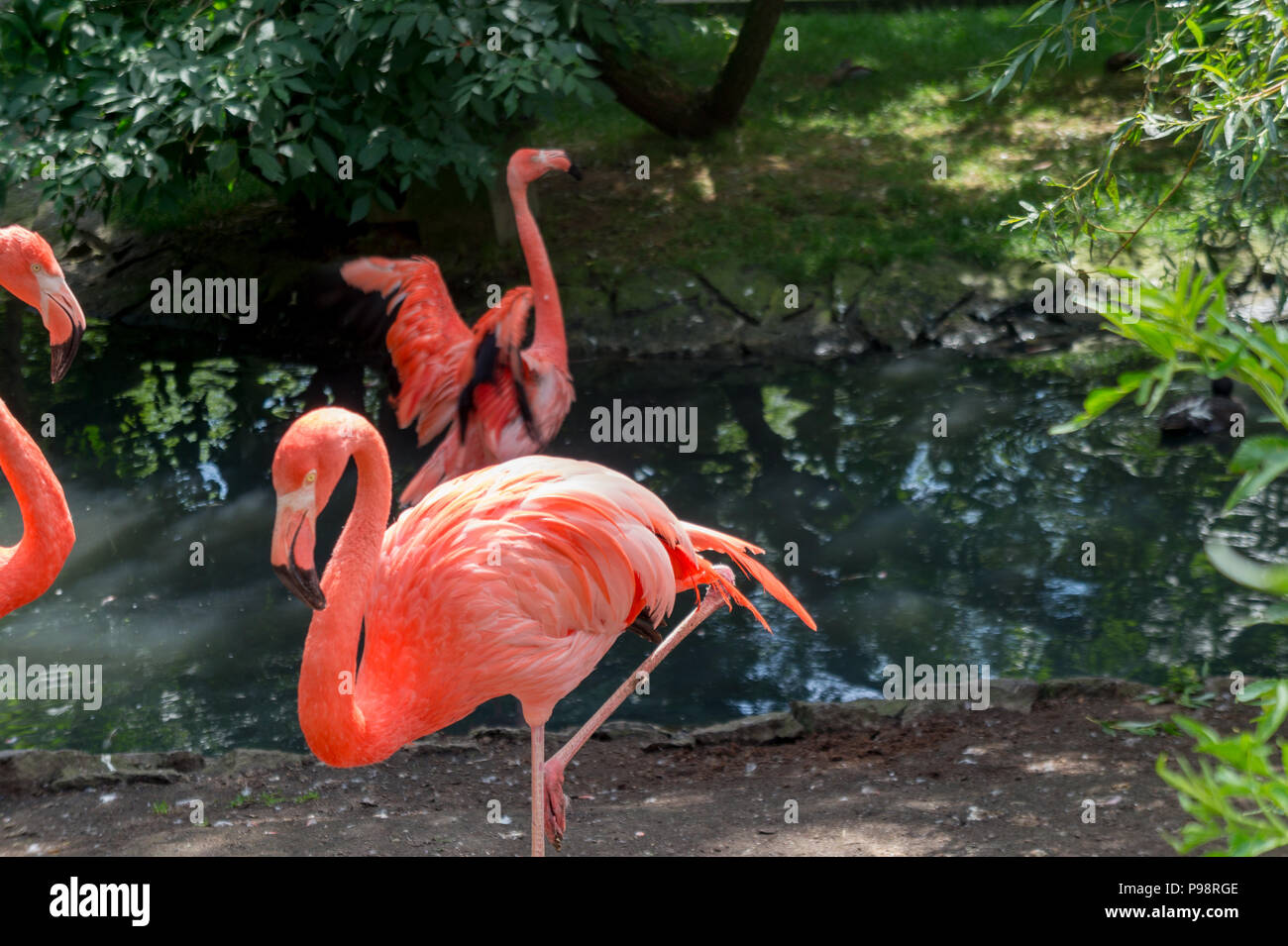 I bellissimi fenicotteri Foto Stock