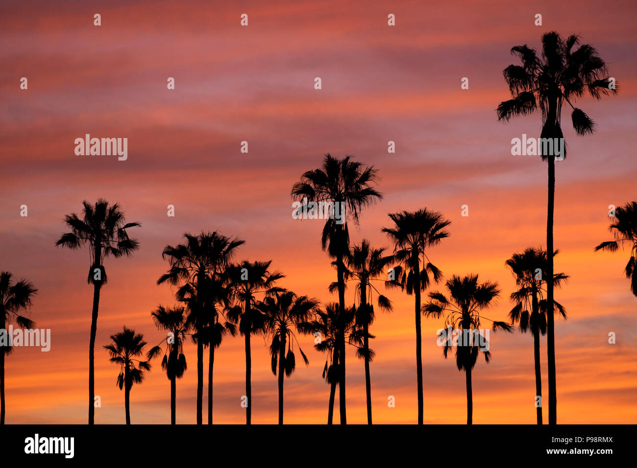 Sunset Silhouette di palme di Los Angeles, CA Foto Stock