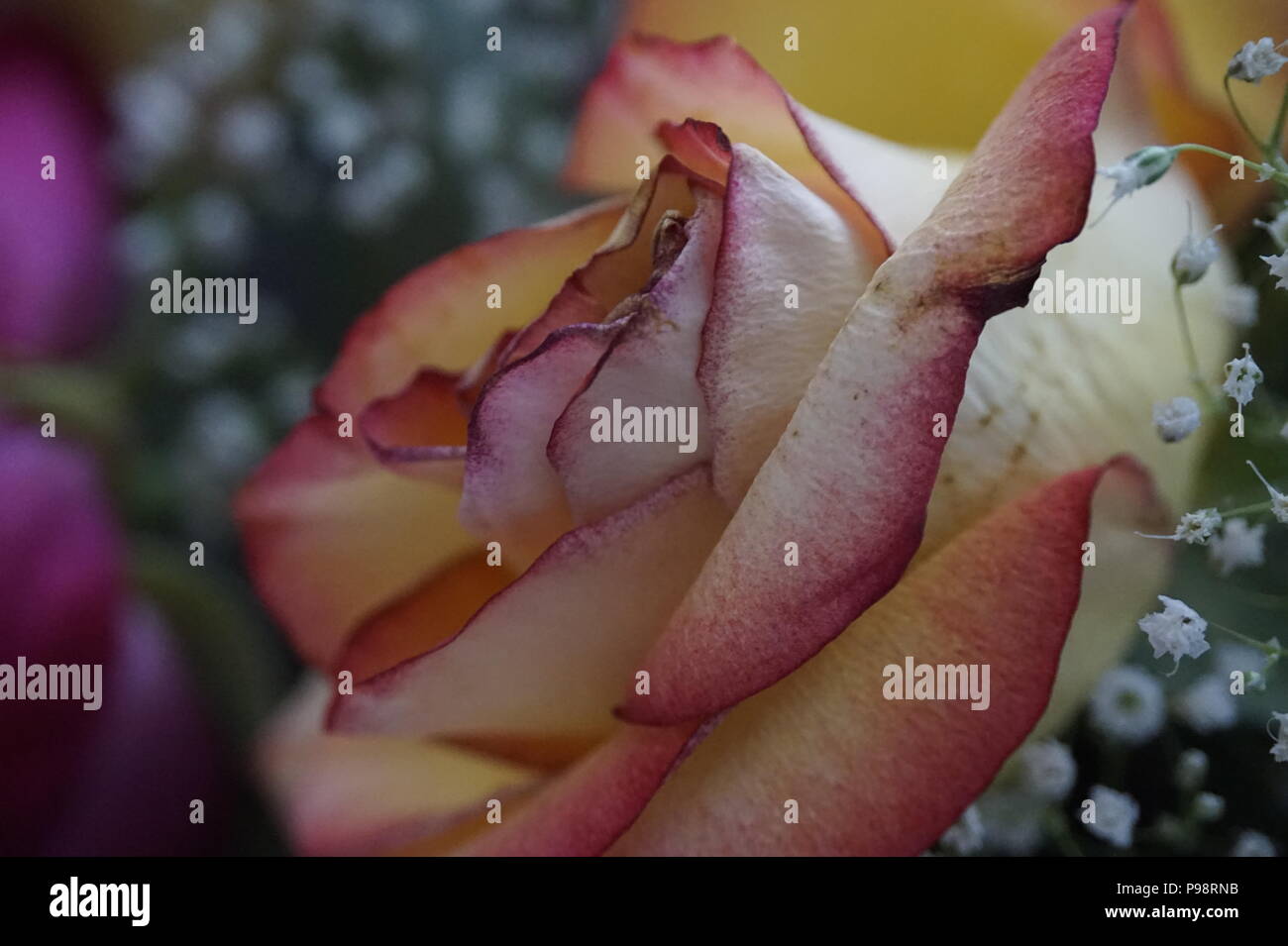 Rosa pastello in un bouquet di fiori con angeli respiro Foto Stock