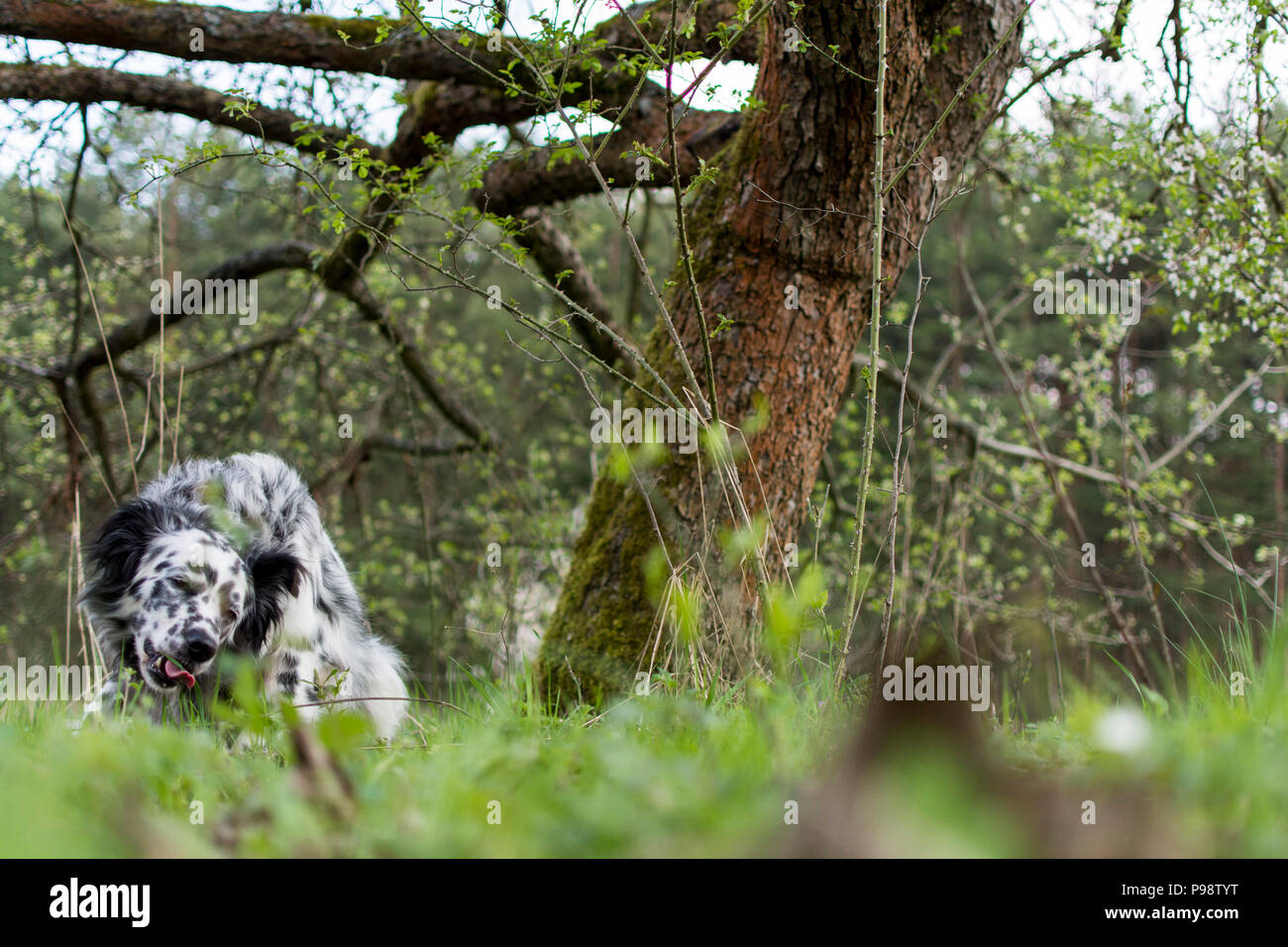 Appoggio del cane dopo il gioco sul prato Foto Stock