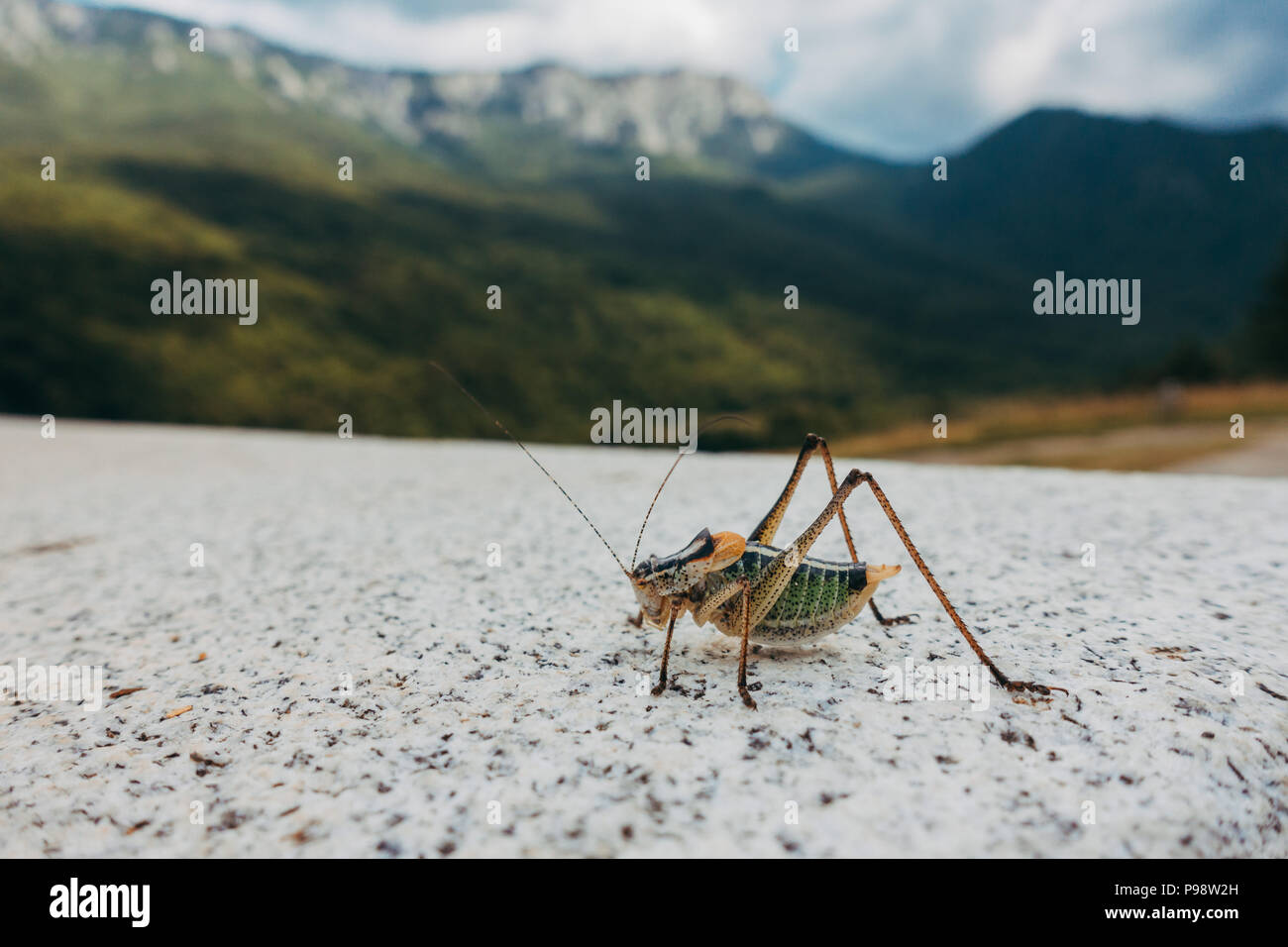 Un maschio di bull-bush cricket (Polysarcus denticauda) poggia sulla sommità di una sporgenza di cemento che si affaccia sulle montagne in Sutjetsja Parco Nazionale Foto Stock