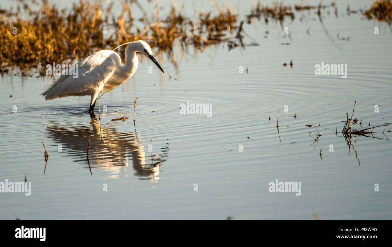 Adulto garzetta nella stagione della riproduzione, fiume Chobe, Botswana Foto Stock