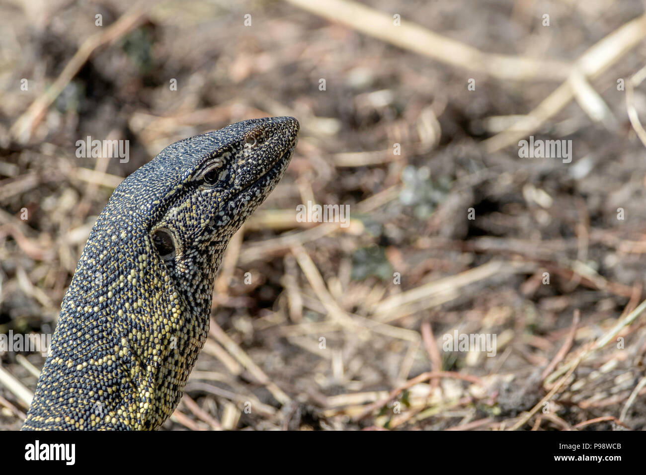 Un monitor del Nilo (Varanus niloticus), un grande membro della famiglia di monitor (Varanidae), che si trova in gran parte dell'Africa sub-sahariana e lungo il Nilo. Foto Stock