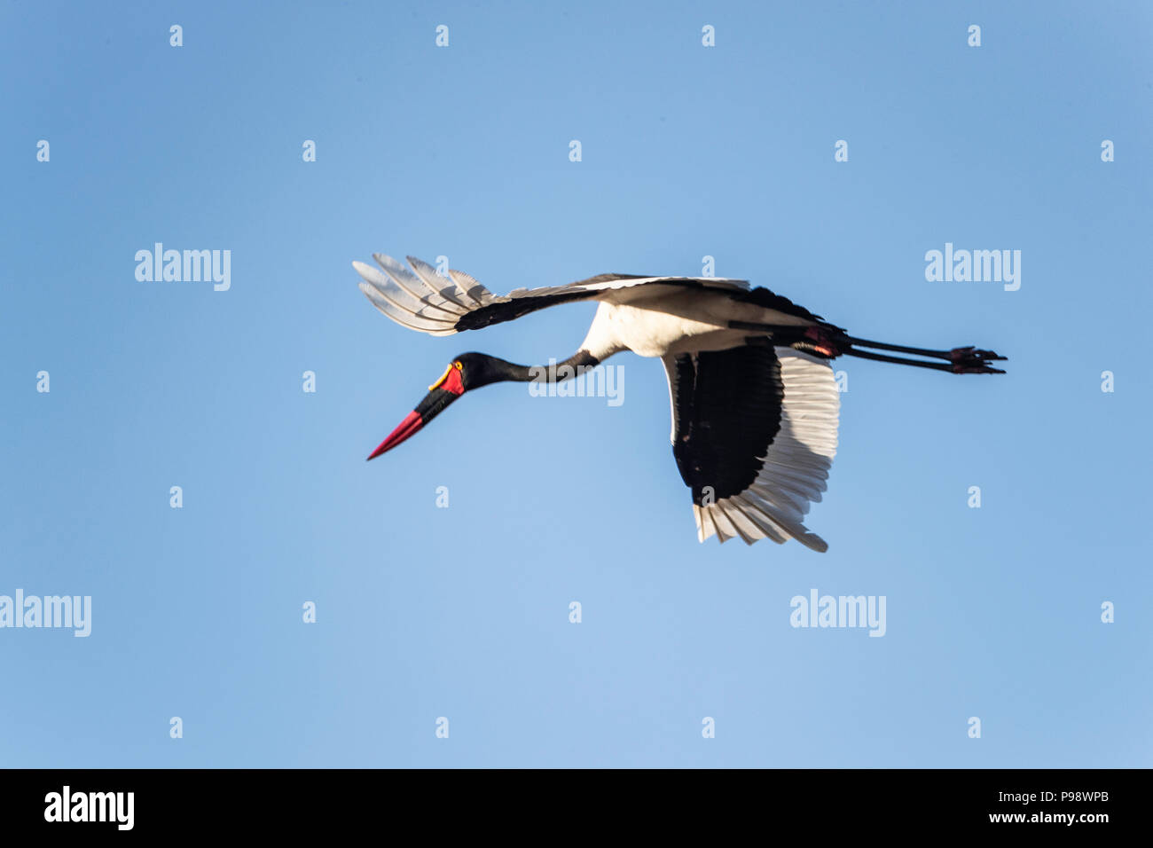 Sella fatturati cicogna in volo contro un cielo blu chiaro Foto Stock