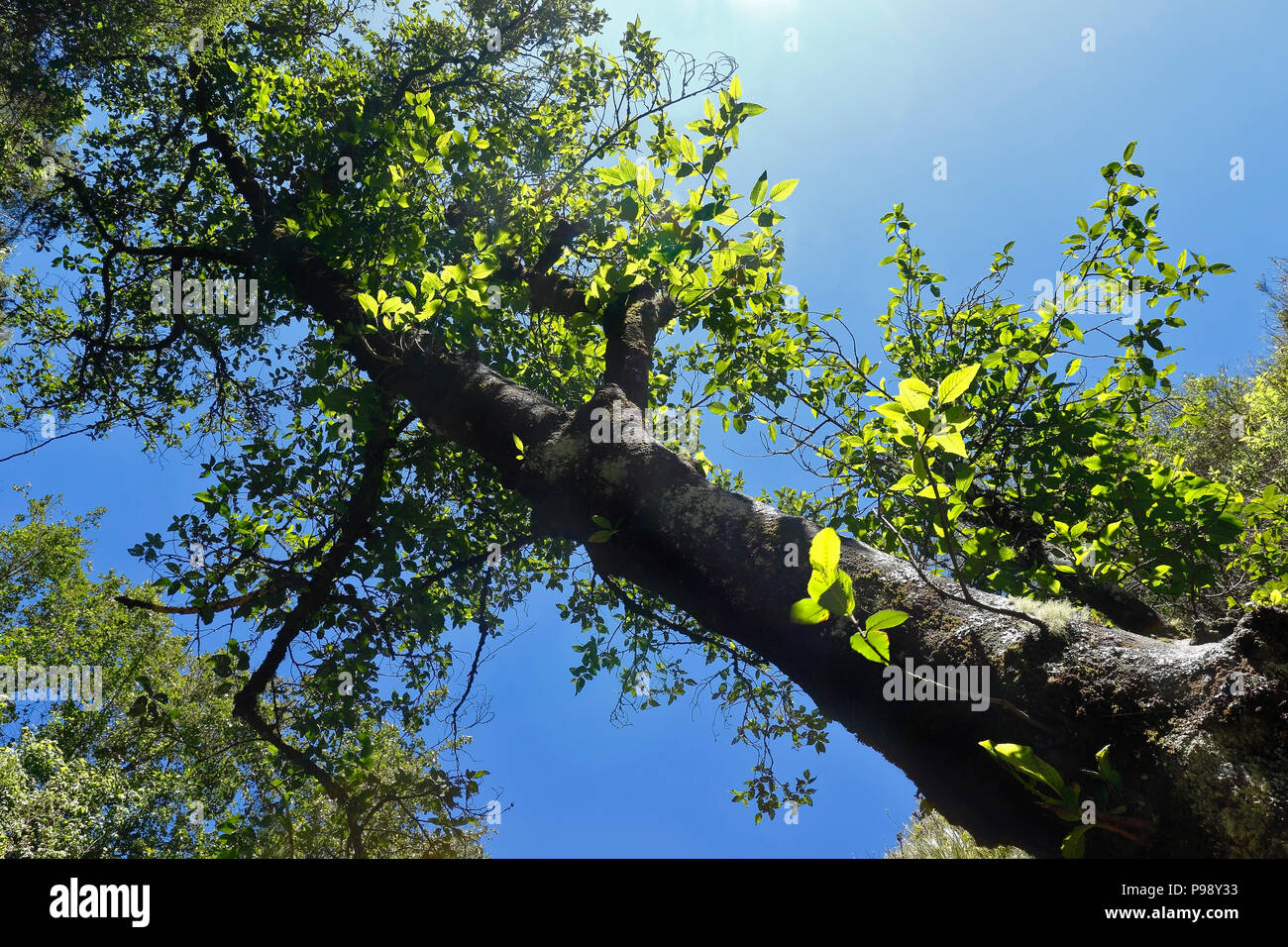 Un vecchio aliso tree (Alnus glutinosa) da una vista bassa Foto Stock