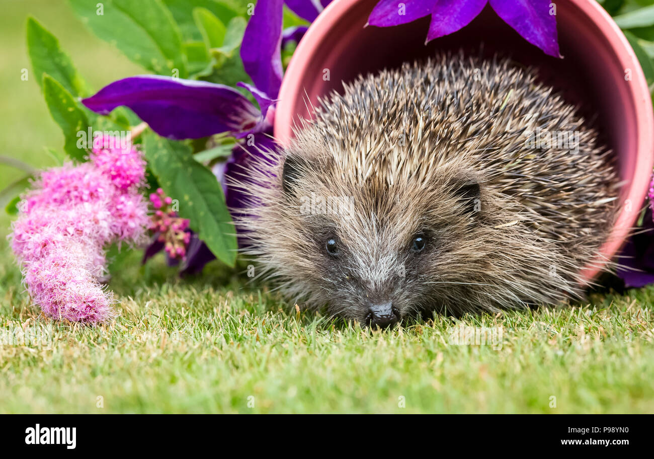 Riccio, nativo, wild hedgehog europeo in rosa impianto pot Circondato da colorati di rosa e fiori viola. Nome scientifico: Erinaceus europaeus Foto Stock