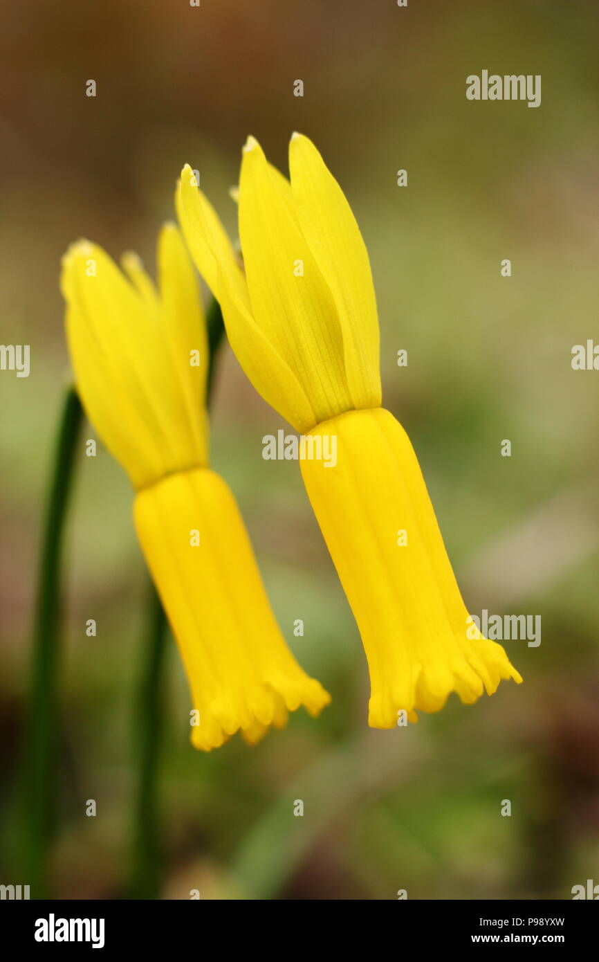 Narcissus cyclamineus. Ciclamino daffodil fiorita in primavera, REGNO UNITO Foto Stock