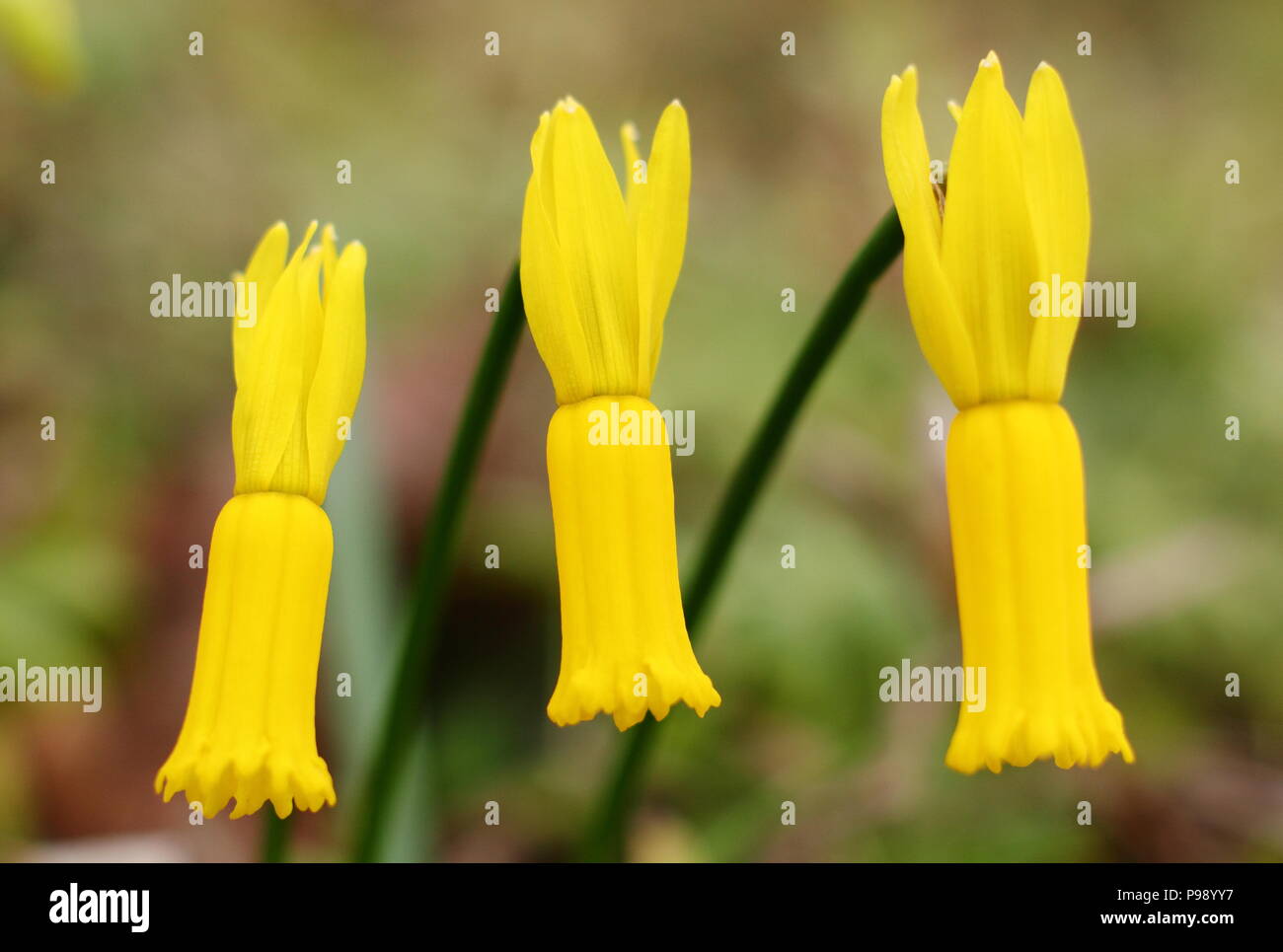 Narcissus cyclamineus. Ciclamino daffodil fiorita in primavera, REGNO UNITO Foto Stock