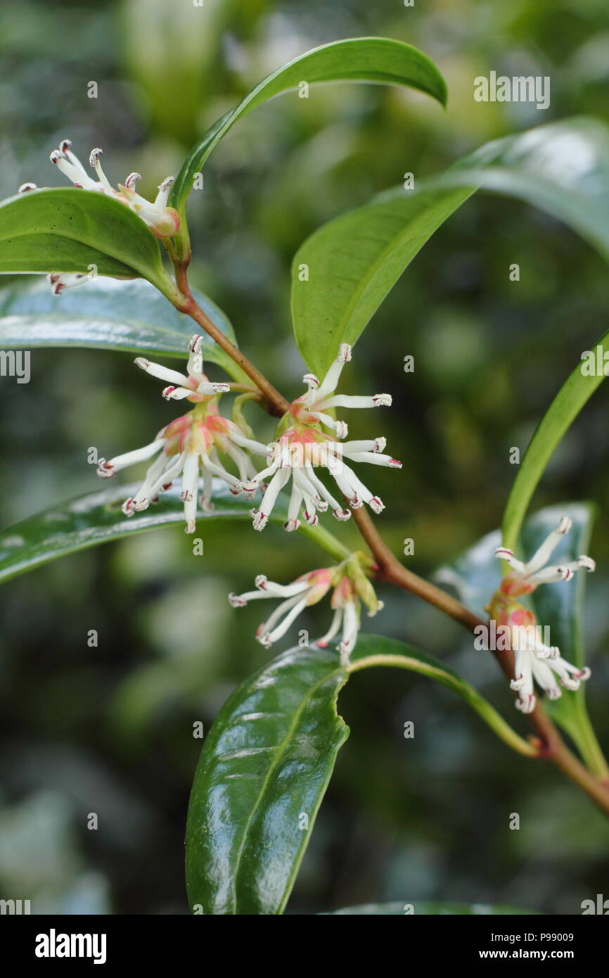 Crema fragranti fiori di Sarcococca hookeriana humilis, nana scatola di dolci in fiore nel giardino d'inverno, REGNO UNITO Foto Stock