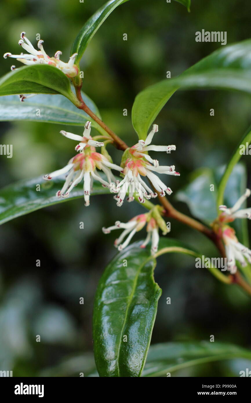 Crema fragranti fiori di Sarcococca hookeriana humilis, nana scatola di dolci in fiore nel giardino d'inverno, REGNO UNITO Foto Stock