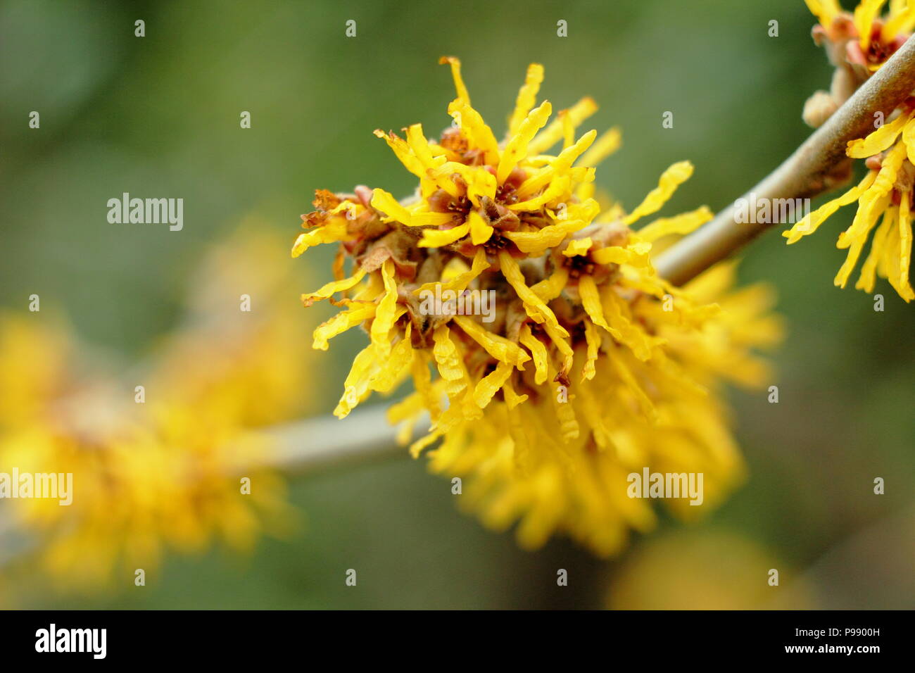 Hamamelis Brevipetala amamelide in fiore in un giardino inglese in inverno, REGNO UNITO Foto Stock