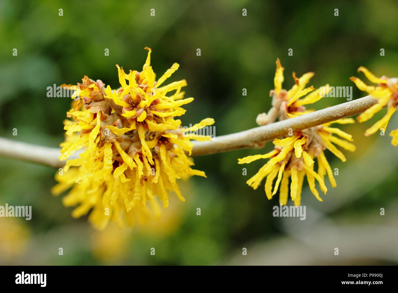 Hamamelis Brevipetala amamelide in fiore in un giardino inglese in inverno, REGNO UNITO Foto Stock