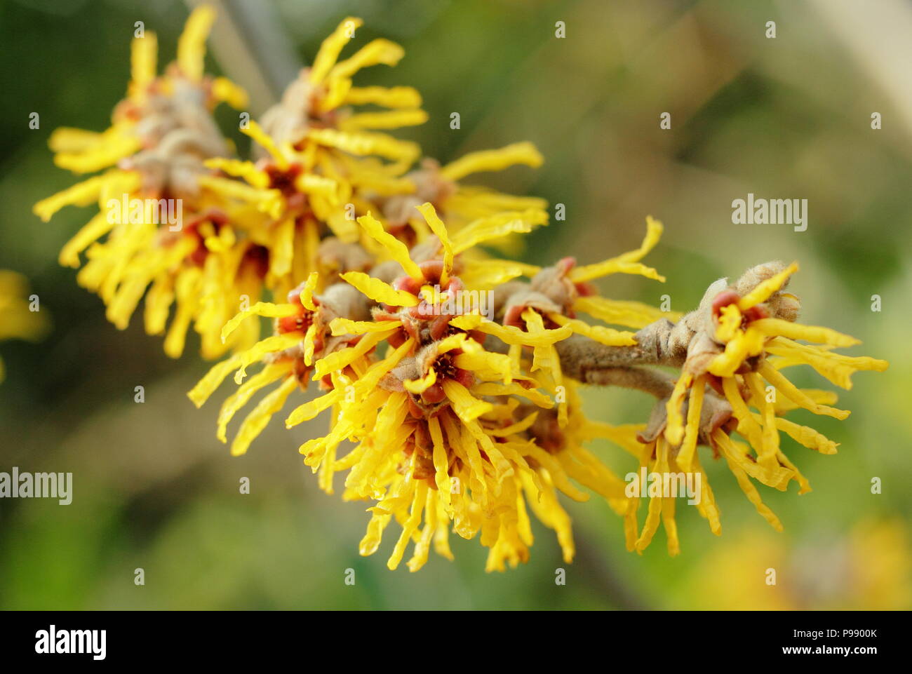 Hamamelis Brevipetala amamelide in fiore in un giardino inglese in inverno, REGNO UNITO Foto Stock