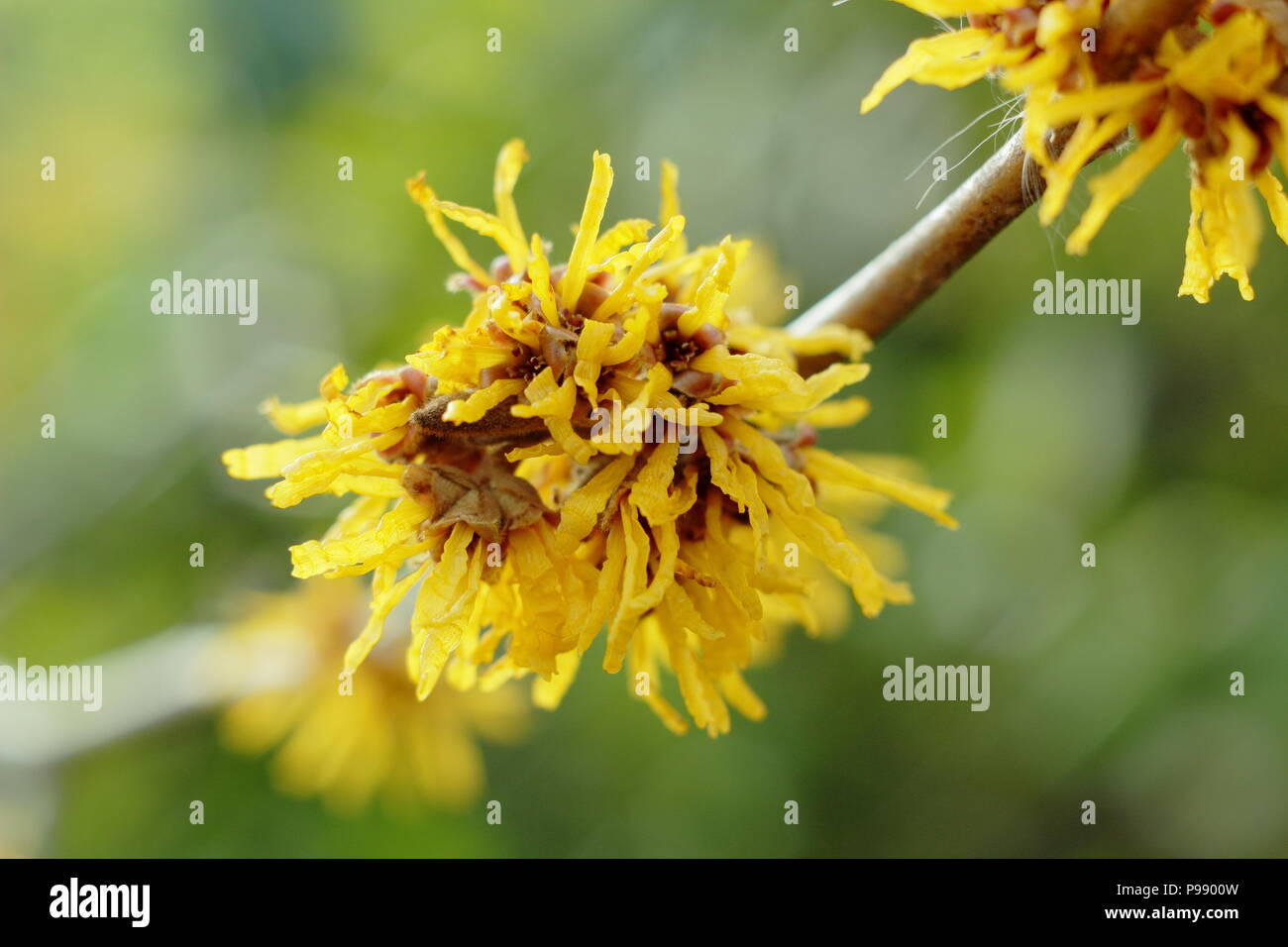 Hamamelis Brevipetala amamelide in fiore in un giardino inglese in inverno, REGNO UNITO Foto Stock