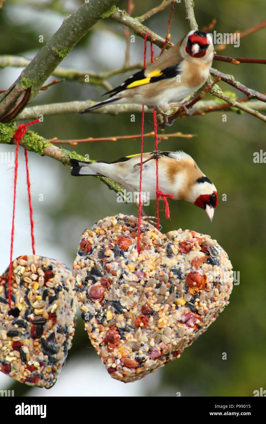 Cardellino (Carduelis carduelis) alimentazione su una a forma di cuore ad semi, grasso e berry bird feeder, England, Regno Unito Foto Stock