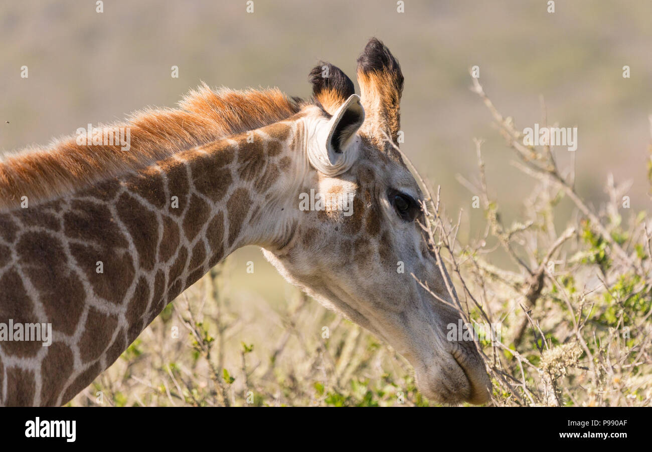 Sud Africano o Cape Giraffe (G.g.g.p. giraffa) mangiare foglie piegando in avanti faccia e collo vista laterale solo nella natura selvaggia in Sudafrica Foto Stock