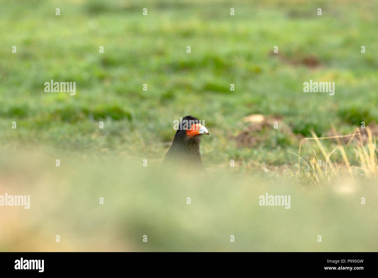 Montagna (caracara Phalcoboenus megalopterus) peeking attraverso l'erba Foto Stock