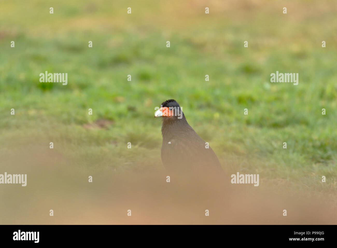 Montagna (caracara Phalcoboenus megalopterus) peeking attraverso l'erba Foto Stock