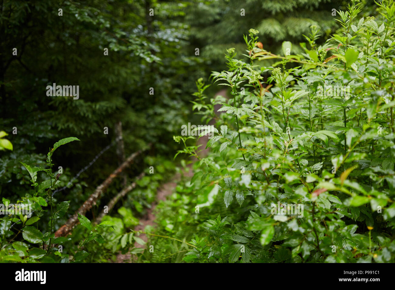Sentiero (sentiero) in un bosco di faggi e pini Foto Stock