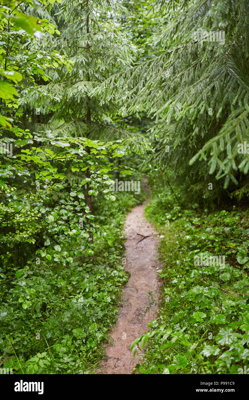 Sentiero (sentiero) in un bosco di faggi e pini Foto Stock
